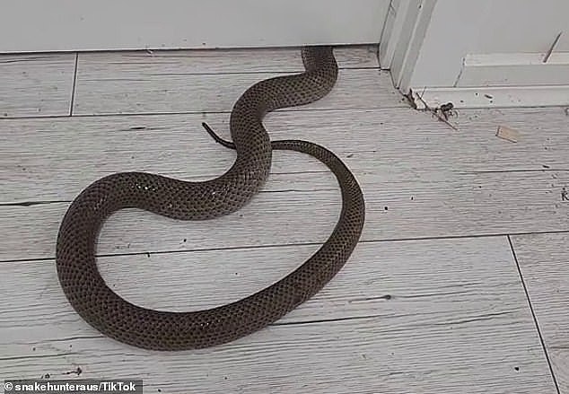 “世界第2毒蛇”出现2岁女儿面前！澳洲勇爸冲上前挡住，惨被咬一口（组图） - 2