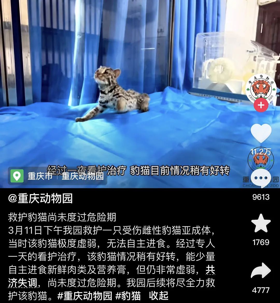 【宠物】“我捡到一只国家二级保护动物豹猫，却发现它被小孩子殴打重伤！”（视频/组图） - 7