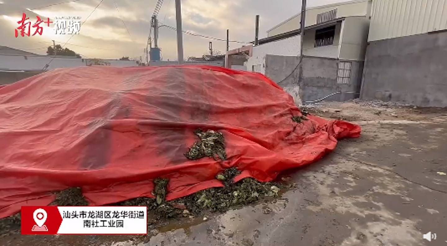 中国再现“脚踩腌菜”！原材料腐烂发臭，潮汕多家知名厂家被查封（视频/组图） - 5