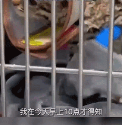 【宠物】“我捡到一只国家二级保护动物豹猫，却发现它被小孩子殴打重伤！”（视频/组图） - 6