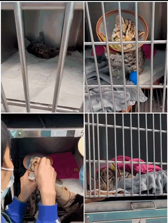 【宠物】“我捡到一只国家二级保护动物豹猫，却发现它被小孩子殴打重伤！”（视频/组图） - 2