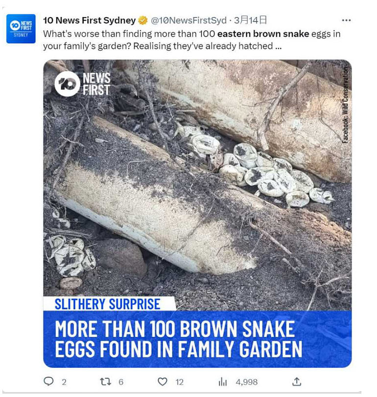 世界第2毒蛇窝竟在自己家“有110颗蛇蛋孵化 ” 专家：被咬可能肾功能衰竭（组图） - 5