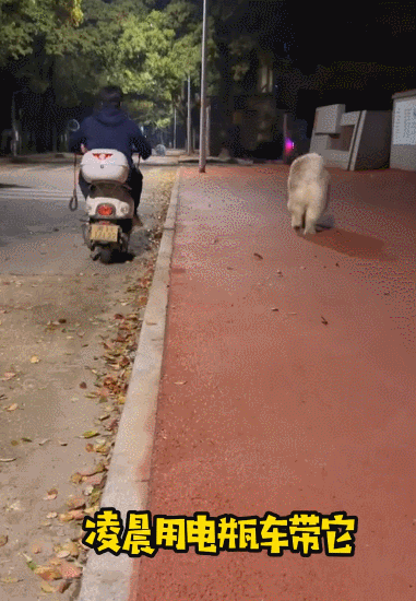 【宠物】男子骑电驴带狗减肥，1人1狗差点流浪街头，回程造型太拉风了（组图） - 5
