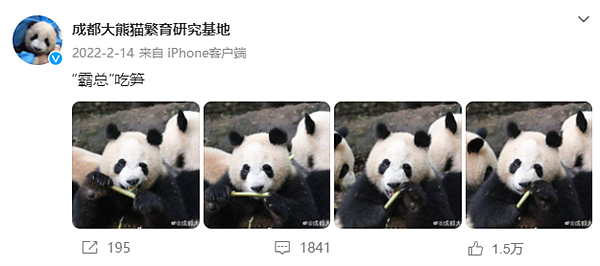 官方证实大熊猫“宝新”已去世：死因正调查！网友：“才刷到胡萝卜视频，怎么...”（视频/组图） - 4