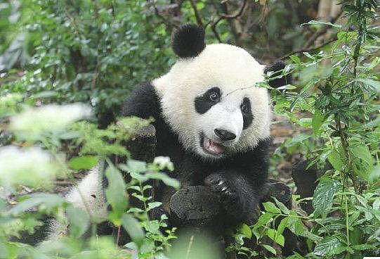 官方：确认大熊猫“宝新”离世！原因初步诊断为急性重症胰腺炎（视频/组图） - 2