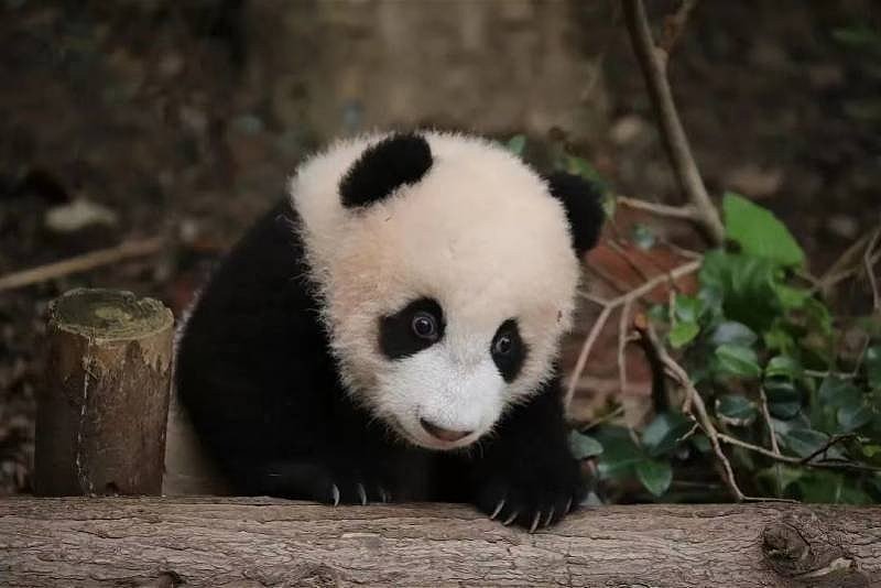 2岁熊猫“宝新”死亡，成都繁育基地瞒报? 惹众怒（组图） - 2