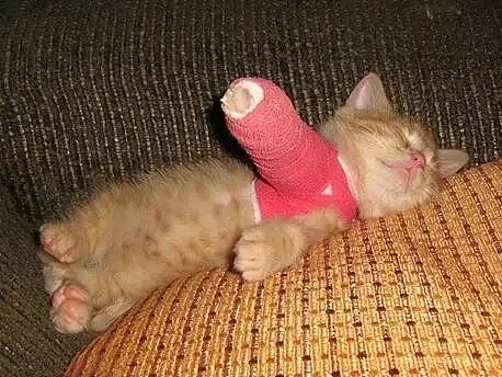 【宠物】朋友发来猫咪受伤的照片，刚想安慰，一看实在没忍住：好惨又好笑（组图） - 16