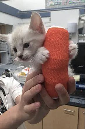 【宠物】朋友发来猫咪受伤的照片，刚想安慰，一看实在没忍住：好惨又好笑（组图） - 21