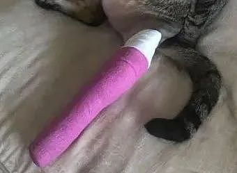【宠物】朋友发来猫咪受伤的照片，刚想安慰，一看实在没忍住：好惨又好笑（组图） - 14