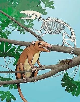 有袋类动物“先祖”在中国，不是澳洲！ 中国科学家称发现1.25亿年前的有袋动物化石（组图） - 14