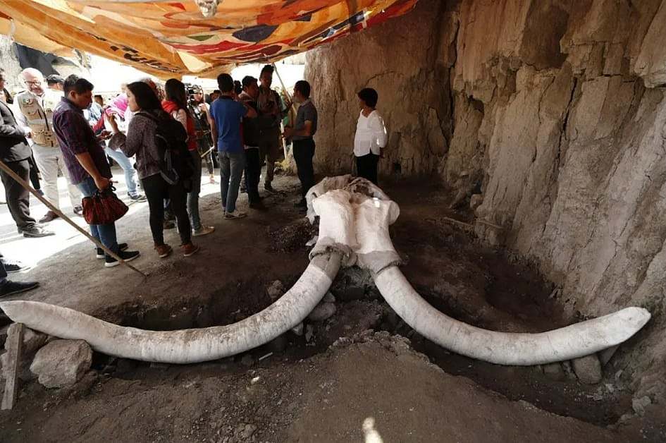 墨西哥图尔特佩克出土的长毛象骨骸。