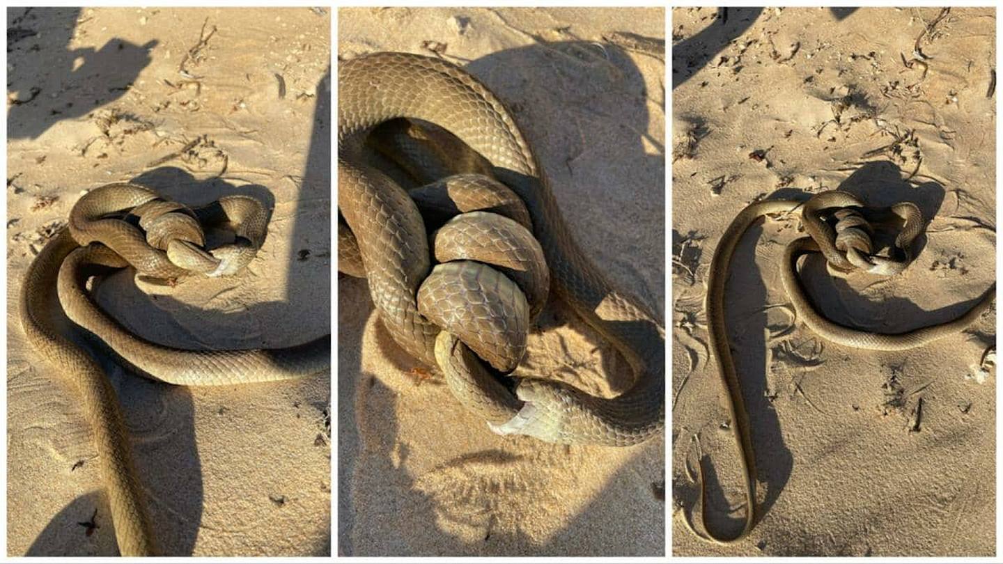 恐怖画面曝光！澳洲男沙滩散步惊见2毒蛇互相吞食（图） - 1
