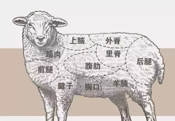 澳洲又一物种泛滥，“人羊大战”一触即发，网友：难道是羊不好吃？（组图） - 4