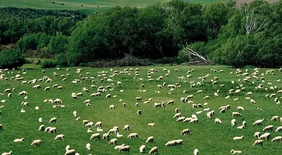 澳洲又一物种泛滥，“人羊大战”一触即发，网友：难道是羊不好吃？（组图） - 2
