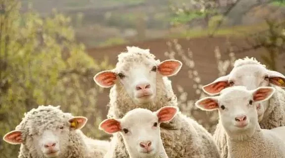 澳洲又一物种泛滥，“人羊大战”一触即发，网友：难道是羊不好吃？（组图） - 11