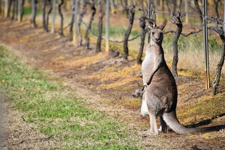 3年近85%的跌幅，看澳大利亚葡萄酒产业链的自救之路（组图） - 4