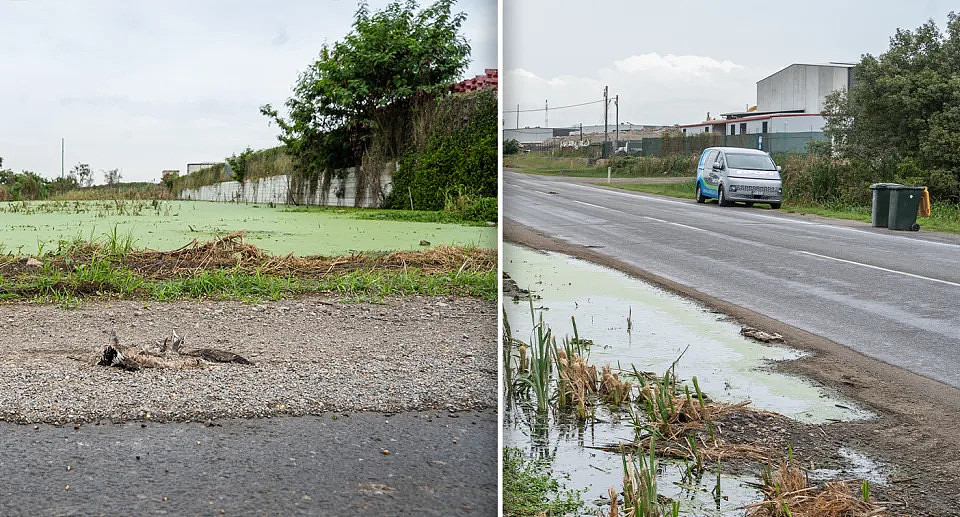 Left - dead animals in front of a water body at Pinkenba. Right - a street with a van parked at Pinkenba.