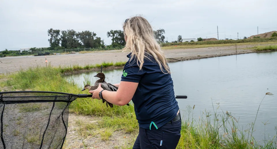 The back of an RSPCA rescuer holding a net and two ducks. There is a lake in the background.