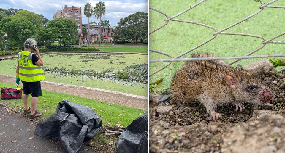 Left - Lake Northam in Sydney. Right - a sick looking rat at the site of bird deaths in Brisbane.