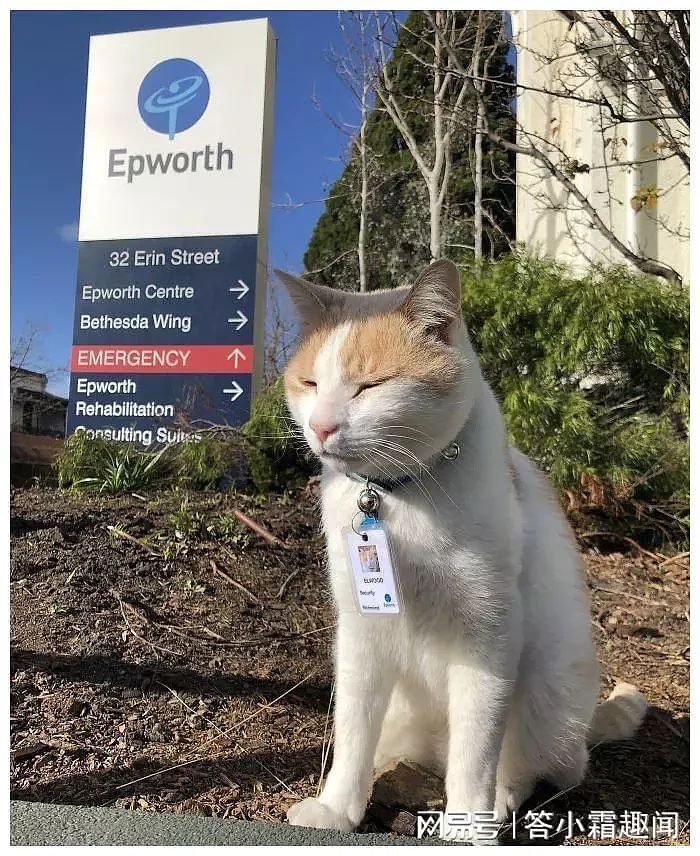 澳洲医院聘猫咪保安，配专属工牌，你都想不到为了上班它能有多拼（组图） - 3