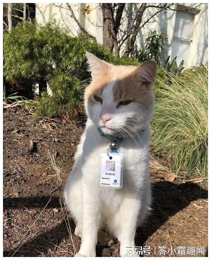 澳洲医院聘猫咪保安，配专属工牌，你都想不到为了上班它能有多拼（组图） - 4