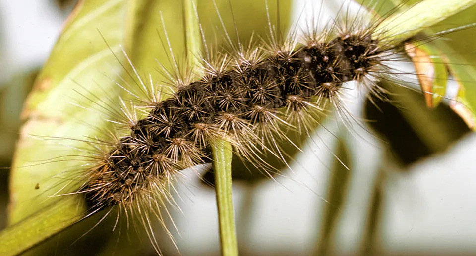 White cedar moth caterpillar. Source: CSIRO 