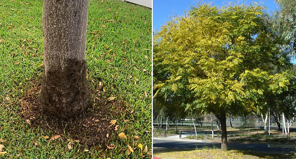 Left: Caterpillars on a white cedar tree. Right: A white cedar tree at the Australian National University in Canberra. 
