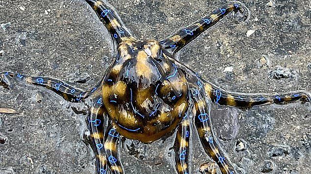 Jesse Donnison and his dog Otto were walking by Blackwattle Bay in Glebe when they saw a blue-ringed octopus (pictured) inside a ball