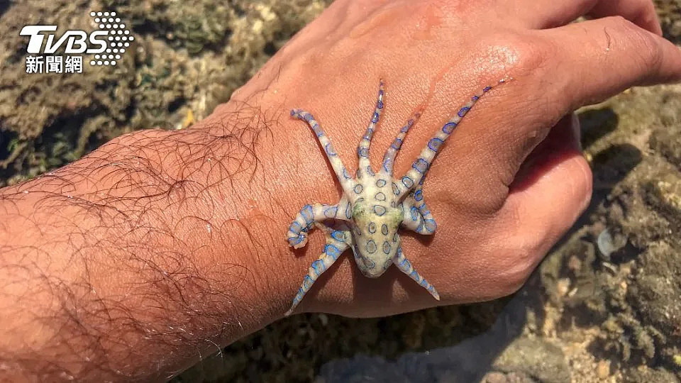 澳洲男子海边遛狗，捡到超毒“蓝环章鱼”！被咬一口恐窒息而死（组图） - 3