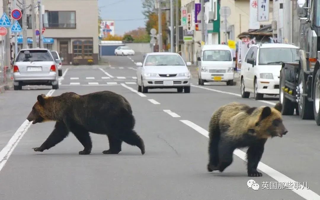 日本出现“熊肉售货机”，比牛肉便宜还好吃！专家：“射杀最合理”，结果竟成...（组图） - 12
