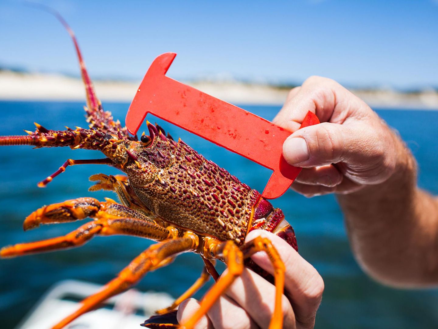 澳洲龙虾为何比波士顿龙虾贵三倍？中国富豪：这才是“真龙天子”（组图） - 12