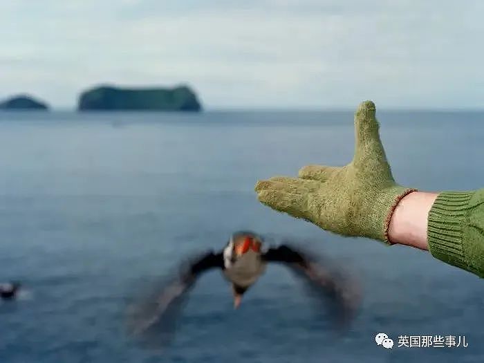 小岛居民每年捡回海鹦小鸟扔下悬崖，居然... 是为了保护它们呀！（组图） - 4