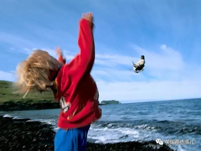 小岛居民每年捡回海鹦小鸟扔下悬崖，居然... 是为了保护它们呀！（组图） - 17
