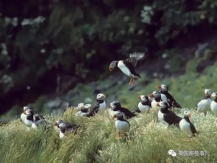 小岛居民每年捡回海鹦小鸟扔下悬崖，居然... 是为了保护它们呀！（组图） - 7
