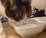 【爆笑】“给猫换了个黑色水碗，直接碗底舔穿（组图） - 11