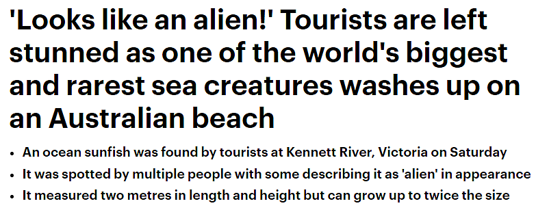 超巨海怪出巡！澳洲海滩惊现翻车鱼！网见真身吓疯：以为是外星人（视频/组图） - 1