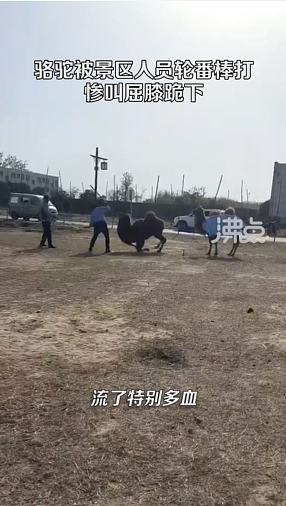 慎入！骆驼遭中国景区人员棍棒虐打，凄厉惨叫满口是血下跪（视频/组图） - 1