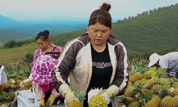 2吨菠萝运到澳大利亚，每颗售价高达400台币，台湾网友：只有土豪才会买（组图） - 7