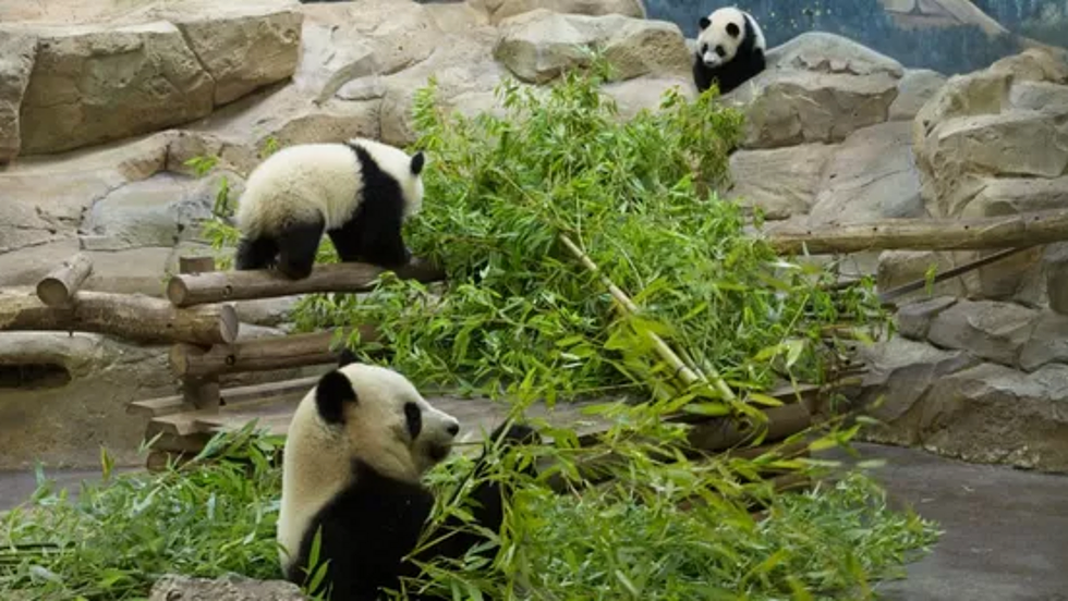 旅法中国大熊猫“欢欢”和“圆仔”的租期延长至2027年（图） - 1