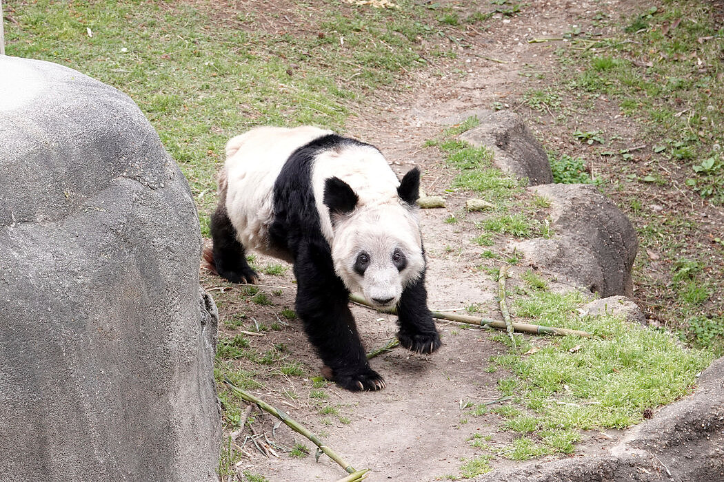 纽时：在争议声中，旅美大熊猫丫丫准备返回中国（组图） - 1