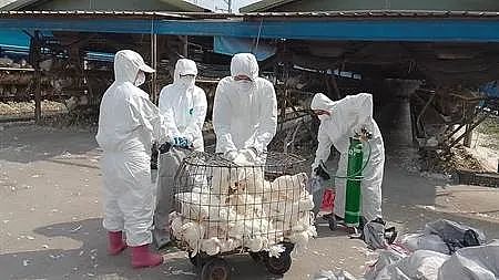 广东56岁女子感染禽流感死亡！世界多国暴发，中国会怎样？（组图） - 7
