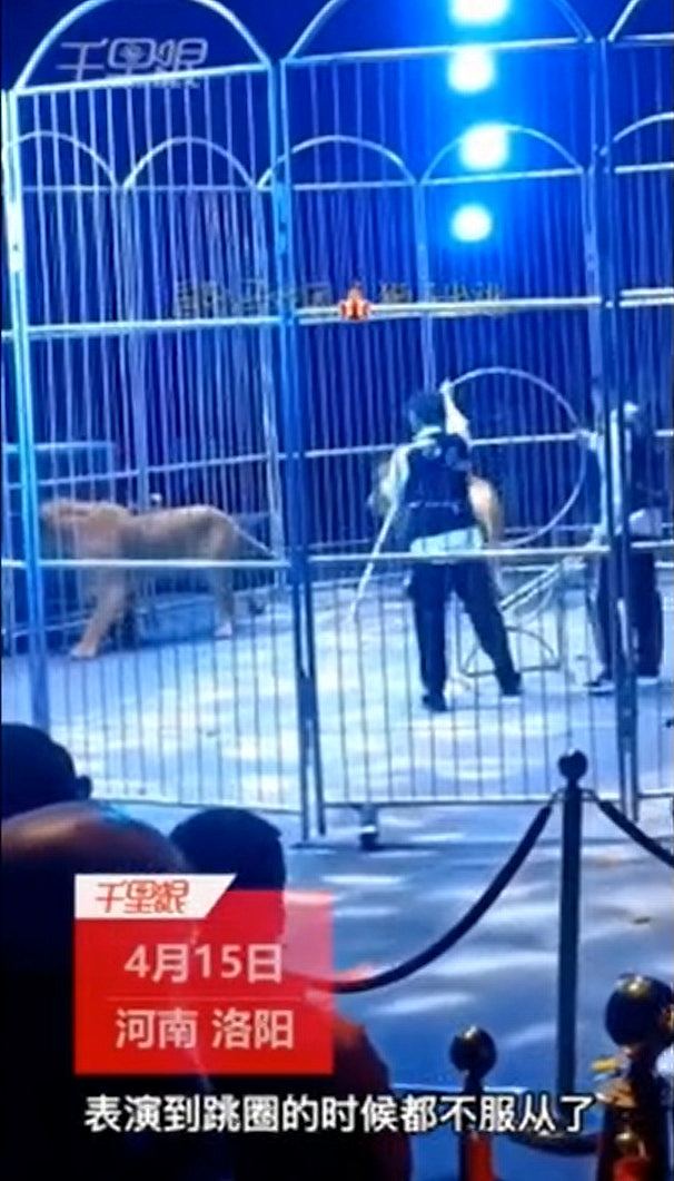 河南马戏团狮子突逃出铁笼，观众慌忙逃命，引发网民抵制动物表演（视频/组图） - 4