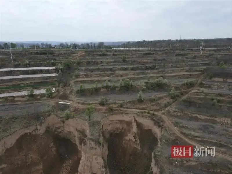 男子承包的上千棵核桃树被砍 村民：政府授意的（组图） - 1