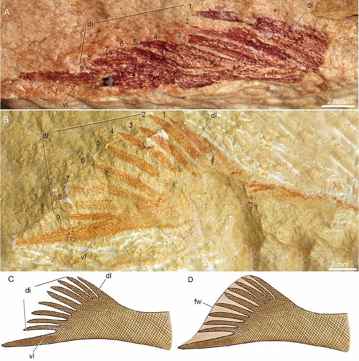 广西发现九尾狐甲鱼化石，距今4.1亿年，因奇特尾巴得名（组图） - 4