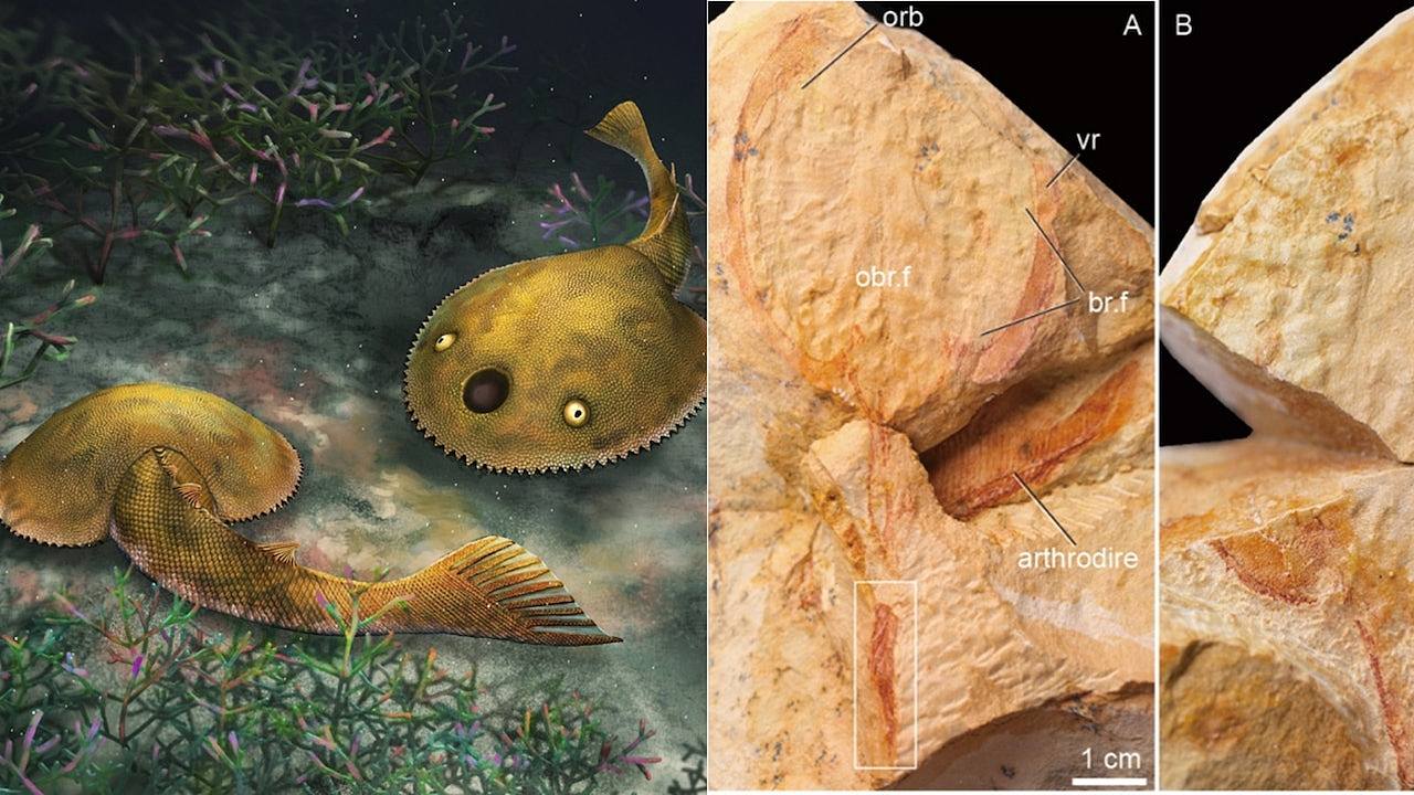 广西发现九尾狐甲鱼化石，距今4.1亿年，因奇特尾巴得名（组图） - 1