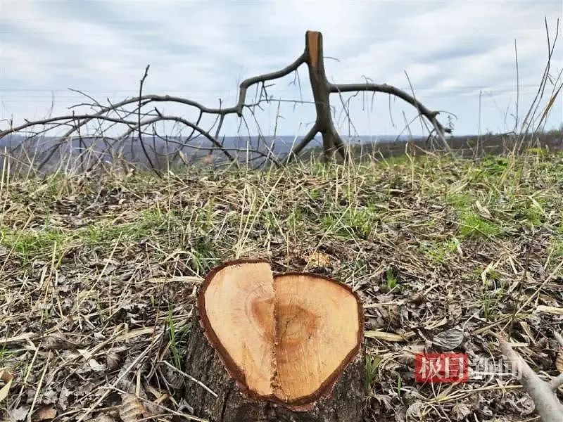 男子承包的上千棵核桃树被砍 村民：政府授意的（组图） - 2