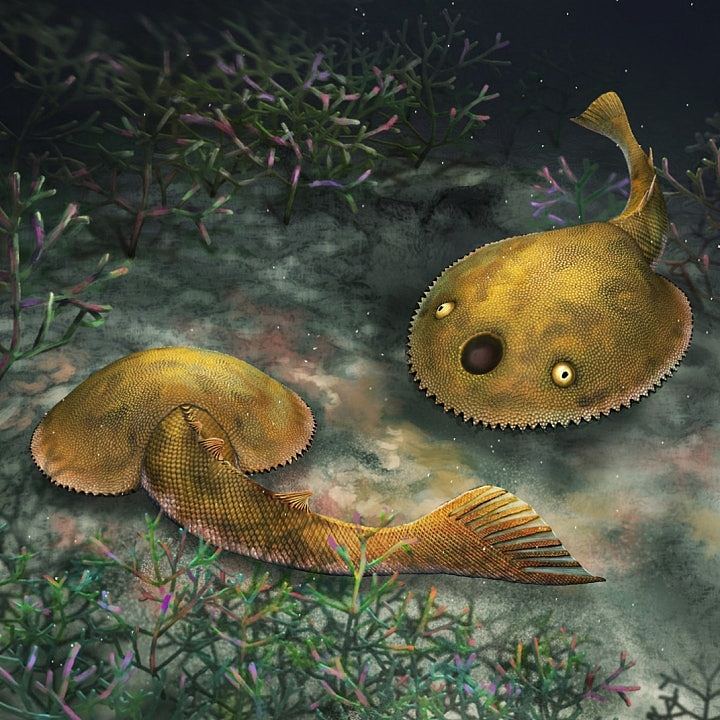 广西发现九尾狐甲鱼化石，距今4.1亿年，因奇特尾巴得名（组图） - 2