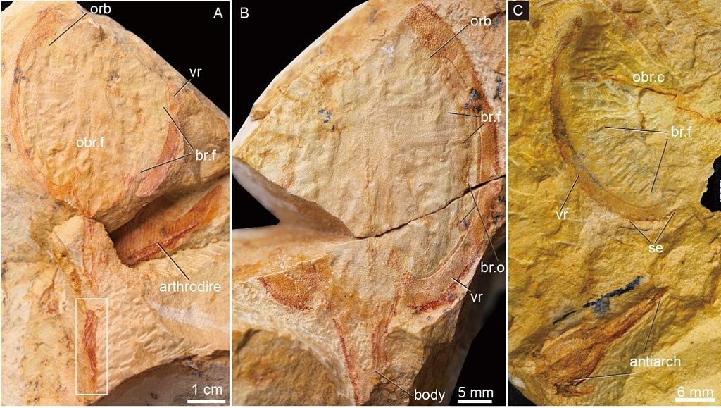 广西发现九尾狐甲鱼化石，距今4.1亿年，因奇特尾巴得名（组图） - 3