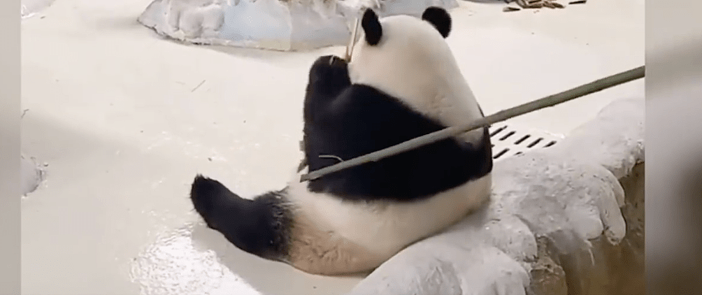 南京一大熊猫被竹竿拍打，涉事饲养员永久禁养熊猫（组图） - 1