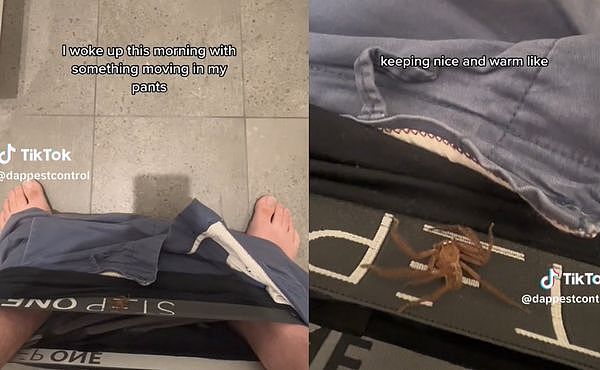 澳洲男子醒来发现裤子在动，胯下爬出“意外床伴”吓傻：是巨大猎人蛛（图） - 1